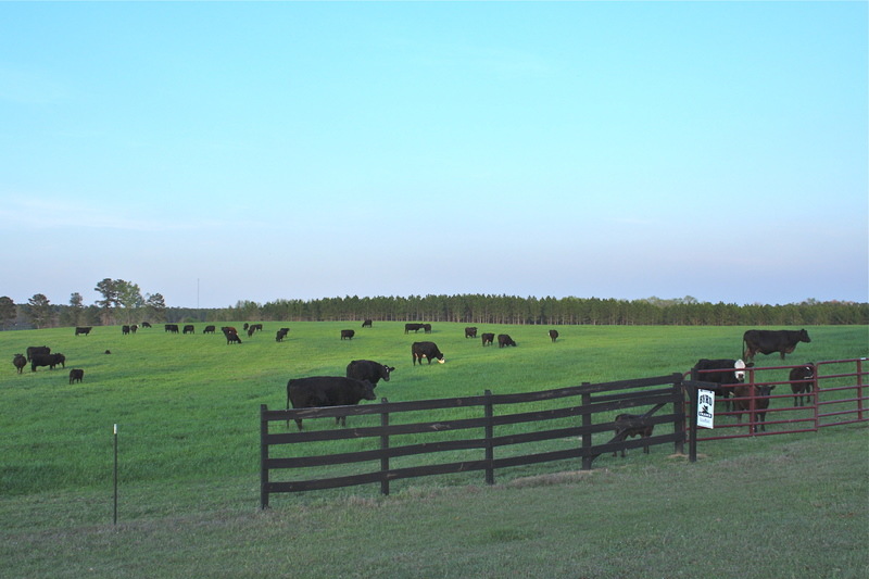 Reynolds, GA: Pastures