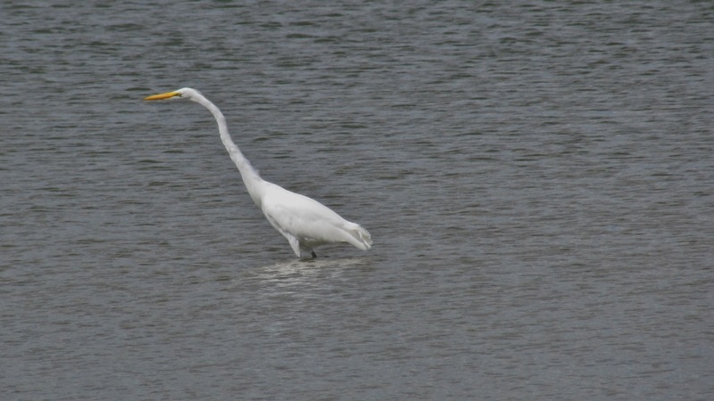 Norwalk, OH: Great Egret at Norwalk Res.