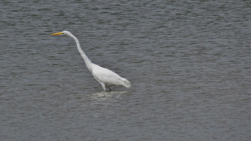 Norwalk, OH : Great Egret at Norwalk Res. photo, picture, image (Ohio ...