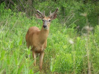 Ellenboro, WV: the buck in our back yard