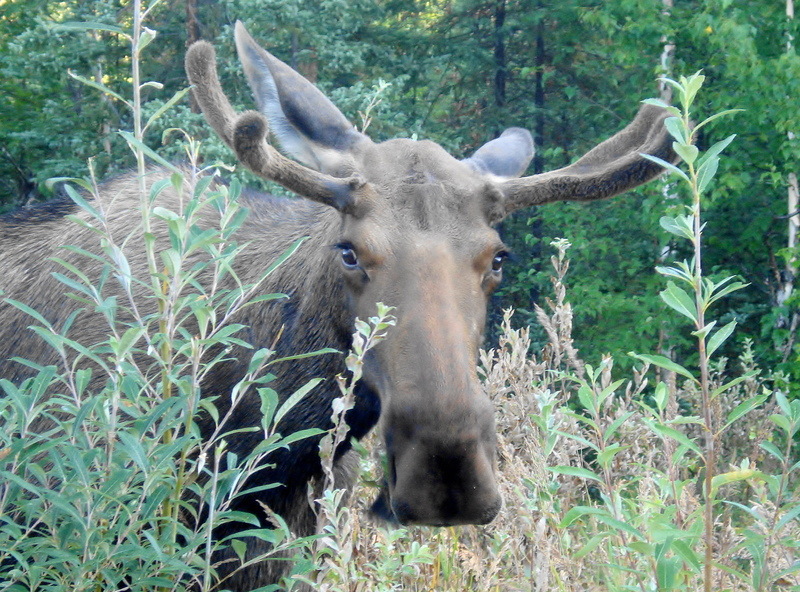 Fairbanks, AK: First encounter with a Moose in Fairbanks, AK