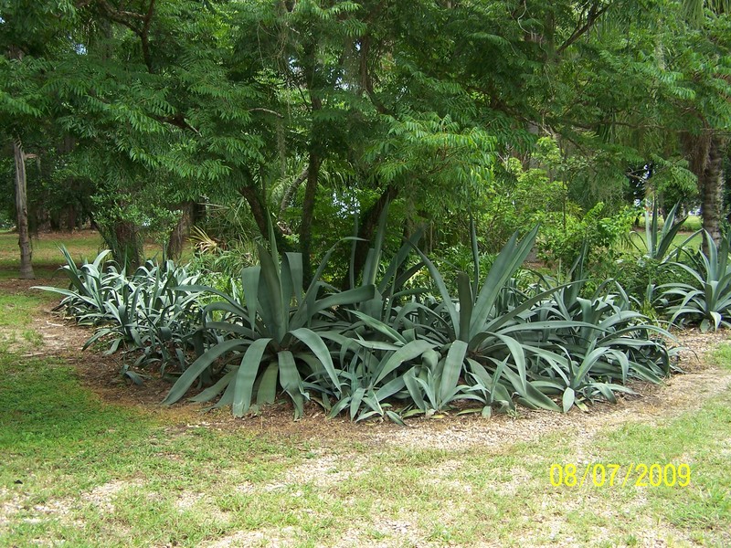 Lake Alfred, FL: Mackay Estates gardens