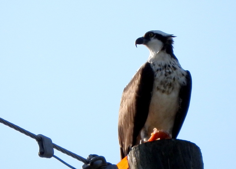 Estral Beach, MI: Osprey stops for a bite and decides to stay at the old tree on the way home.