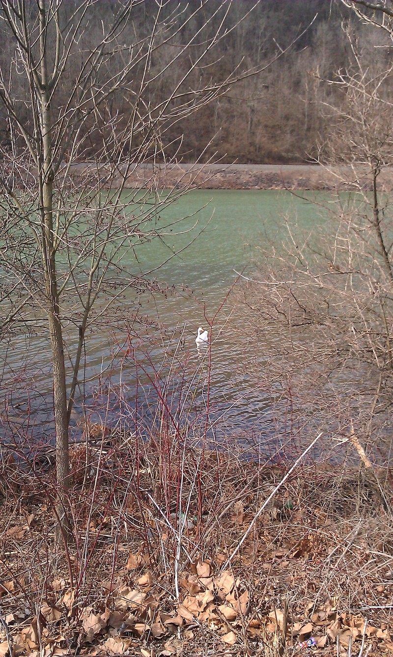 Morgantown, WV: Beautiful Monongahela River at the Waterfront