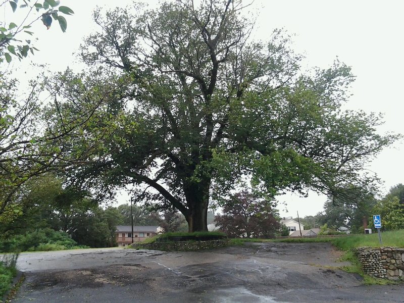 Quincy, MA: Winfield House Elm Tree soon to be a parking lot for the new middle school