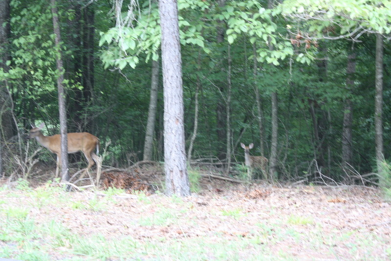 Ellijay, GA: Momma Deer and Baby ! How cute !!!!!