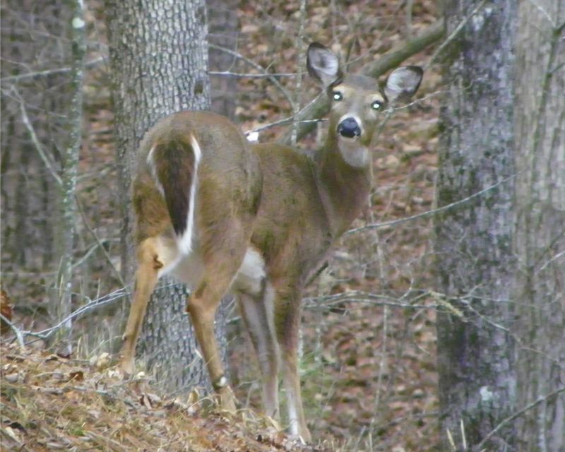 Ellijay, GA: Sweet little deer