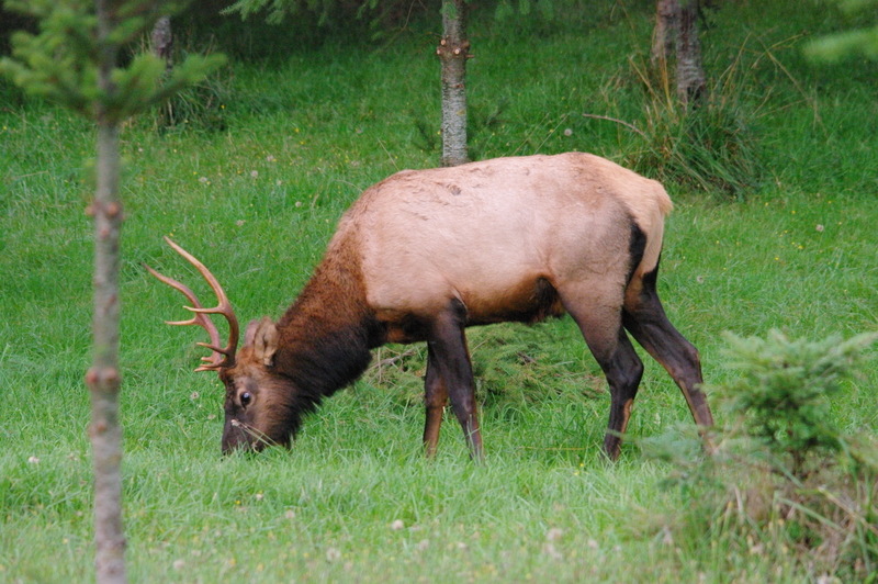 Kalama, WA: Elk grazing in the hills, Kalama, WA