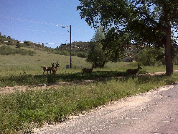 Colorado Springs, CO: Bucks in Palmer Park.