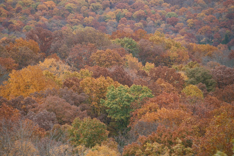 High Ridge, MO: Fall Foilage - Taken at top of hwy 30 and Ottomeyer Lane