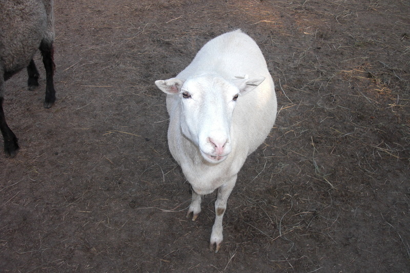 Yaphank, NY: Sheep at Yaphank agricultural farm