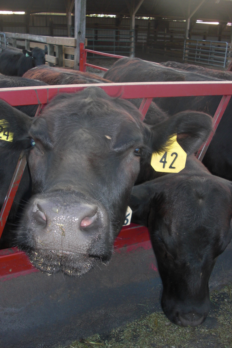 Yaphank, NY: Cows at Yaphank Agricultural farm