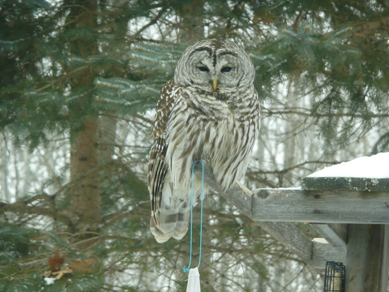 Deerwood, MN Barred Owl on our bird feeder photo, picture, image