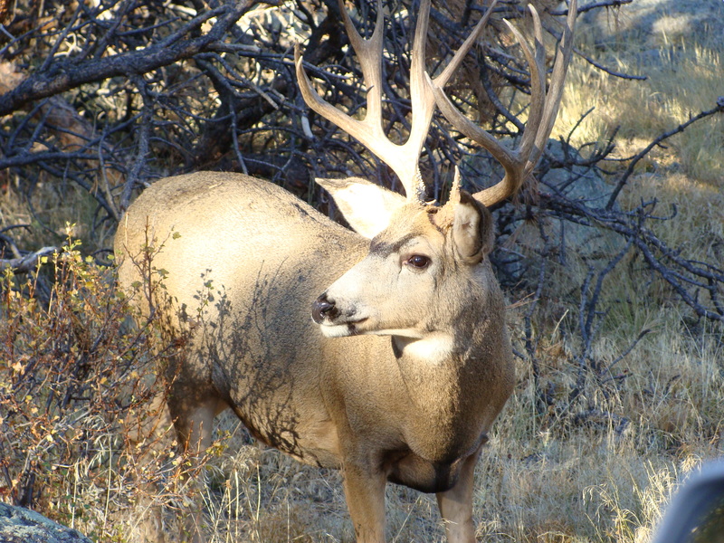 Estes Park, CO: Mule Deer