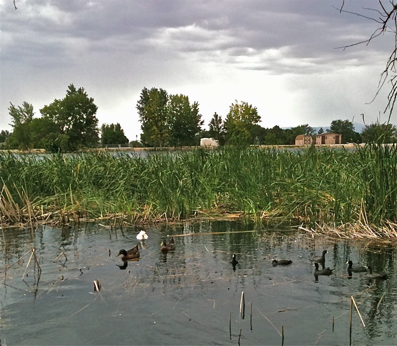 Pueblo West, CO: The Lake on S.McCulloch Blvd. - a Xeriscape Garden is included