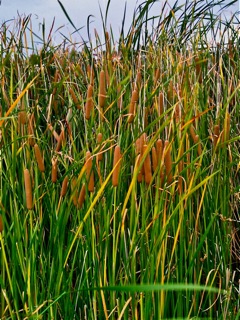 Pueblo West, CO: Cattails in the Wind at Cattail Crossing on S. McCulloch Blvd. Golf Course Lake
