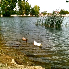 Pueblo West, CO: These Two Rule the Lake all Summer Long! Bring lots of bread!