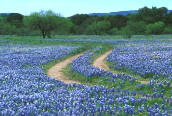 Cedar Hill, TX: Dirt road through a field of bluebonnets behind Hope Lutheran Church