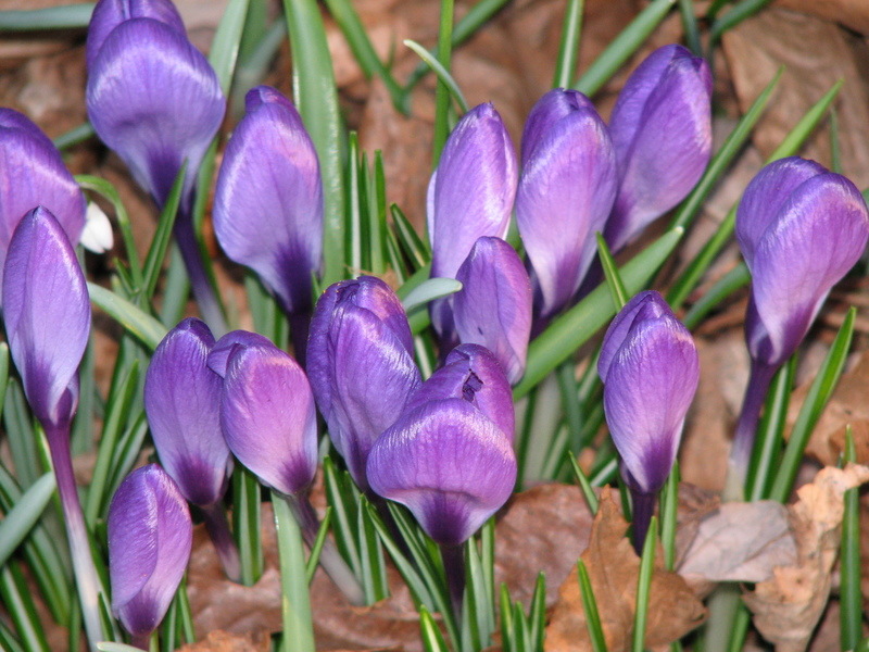 Hauppauge, NY Spring 2011 Wild Flowers In Our Backyard photo, picture