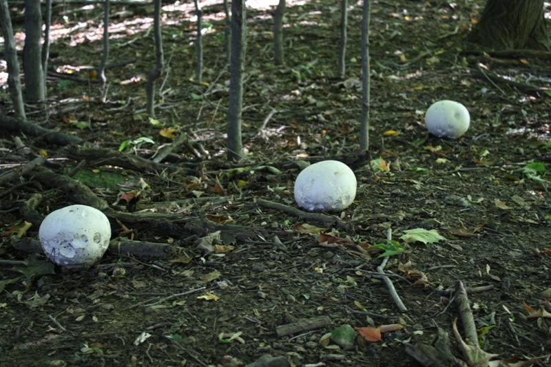 Twinsburg, OH: Head size mushroom found in woods