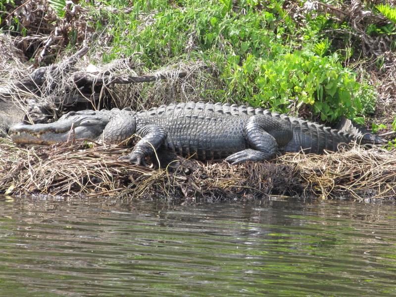 Sebastian, FL female gator in the St Sebastian River South prong 2011