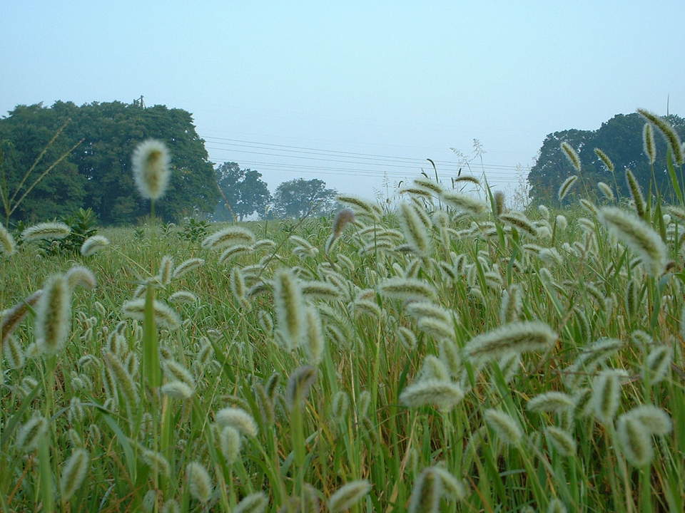 Bonne Terre, MO: Fluffy Field, Misty morning in Bonne Terre MO by: Diana Hemme Royal Diadem Creative Design