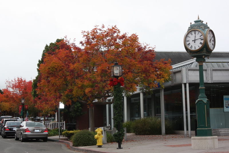 Los Altos, CA: Main street in downtown Los Altos with Chinese Pistache trees in Fall color