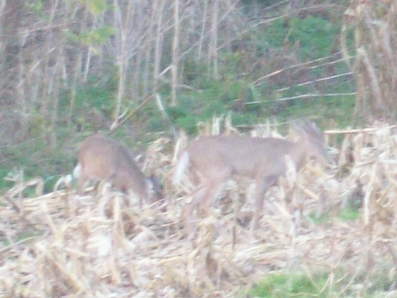Georgetown, OH: This day I noticed the deer across the creek.