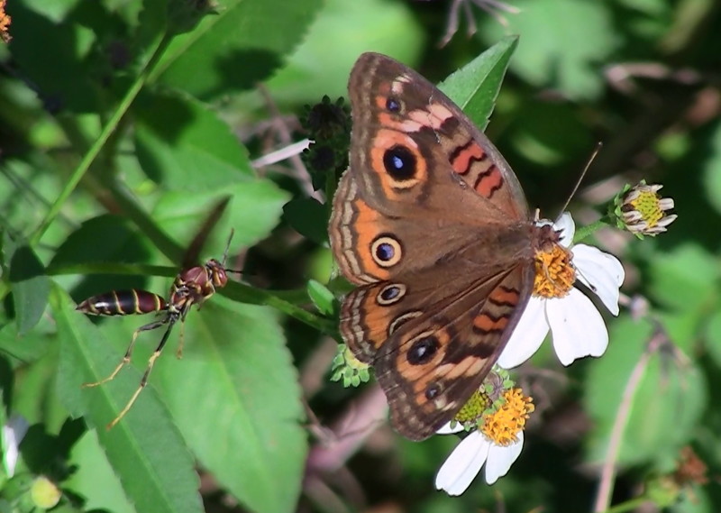 Punta Gorda, FL: butterfly and hornet at Burnt Store Rd. Nature preserve