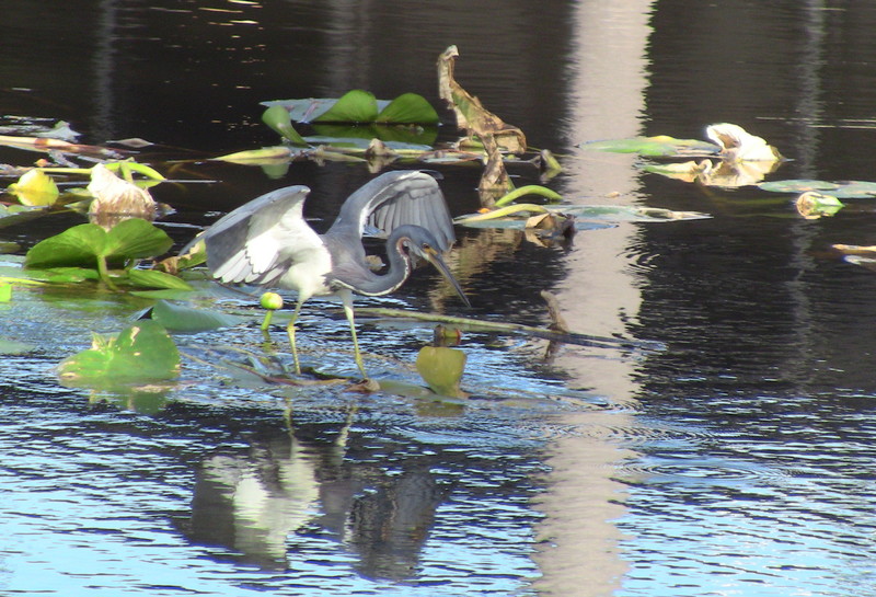 Punta Gorda, FL: Blue Heron on pond in front of our home at Blue Heron Pines, P,G.