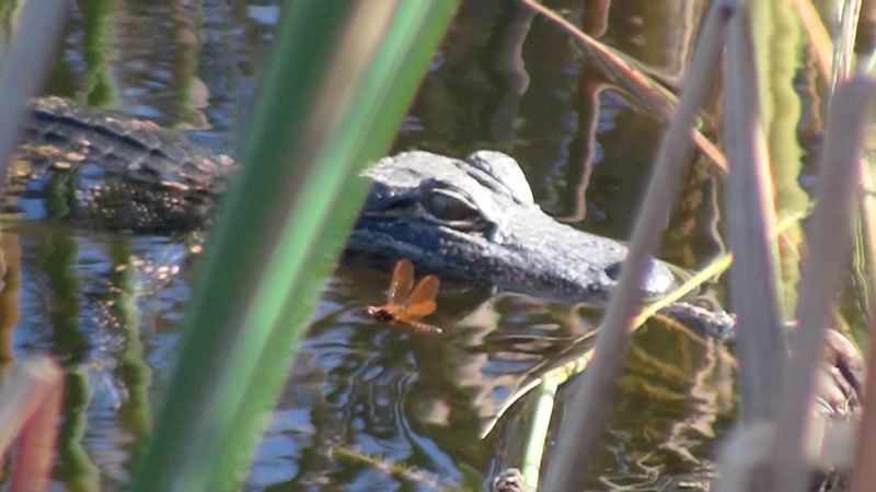 Punta Gorda, FL: young alligator and dragonfly at Burnt Store Nature Preserve