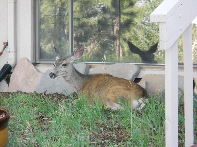 Genesee, CO: Deer in the front yard