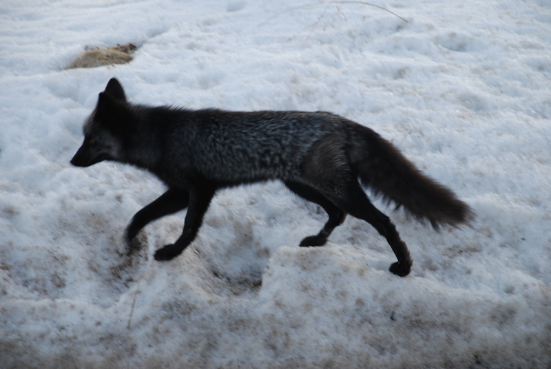 Genesee, CO: Black fox