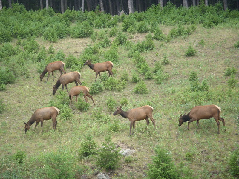 Genesee, CO: Elk at Chimney Creek