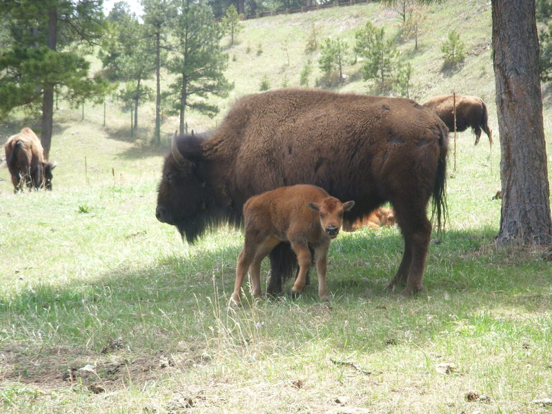 Genesee, CO: Buffalo (Bison, actually) at the buffalo herd overlook