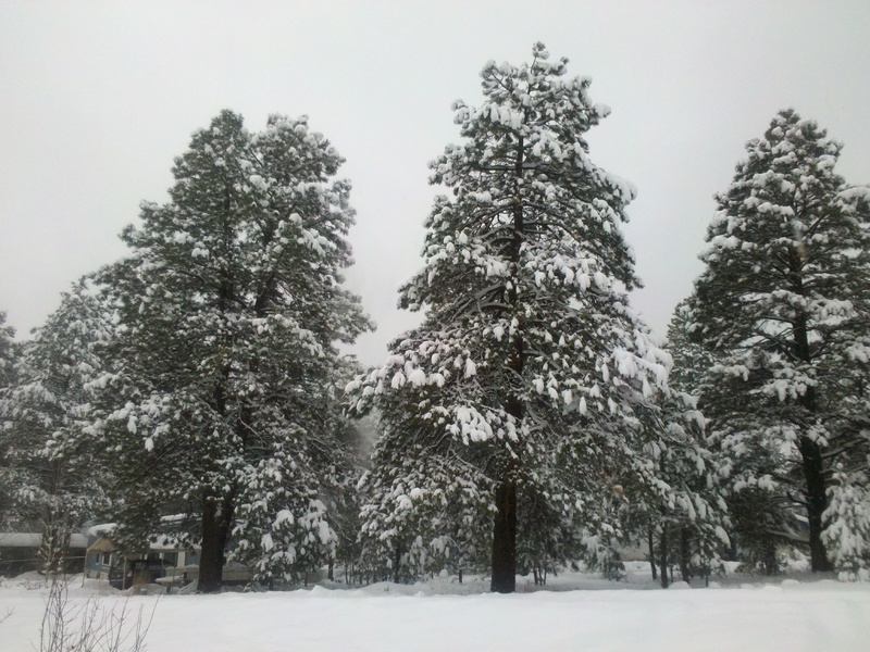 Kachina Village, AZ: Snowy trees