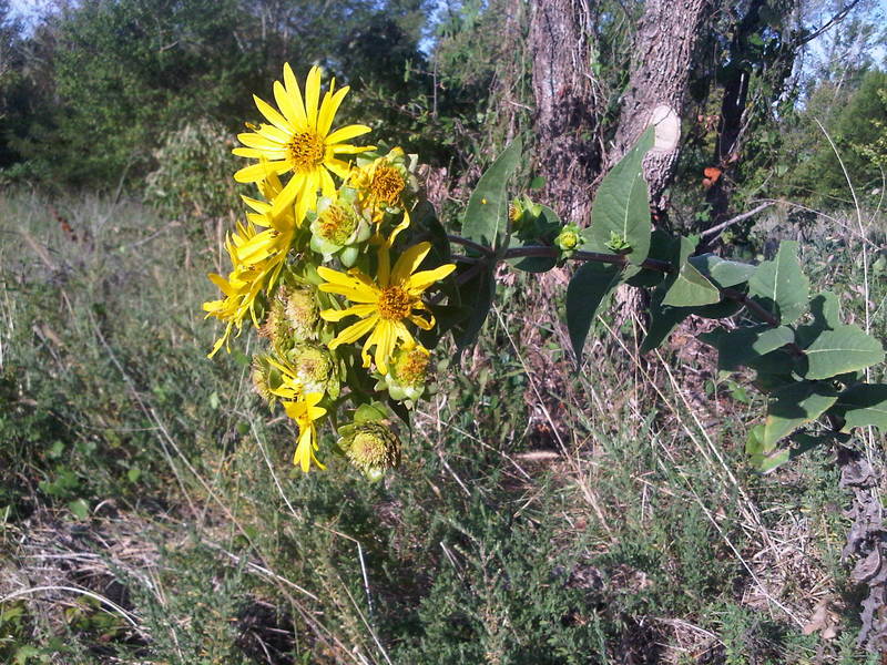 Booneville, AR: pastrue wildflowers