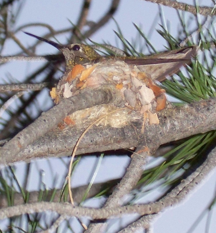 Tucson, AZ: This litlle Hummer had her nest with two hatcllings about a foot from my front window!