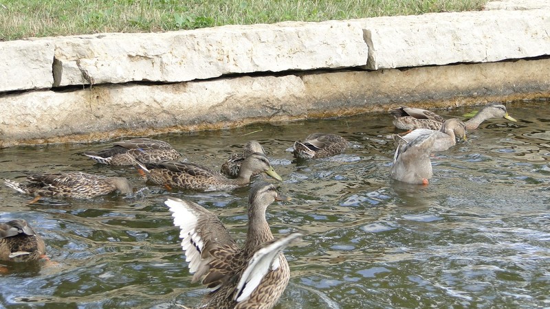Canadohta Lake, PA: Duck Play