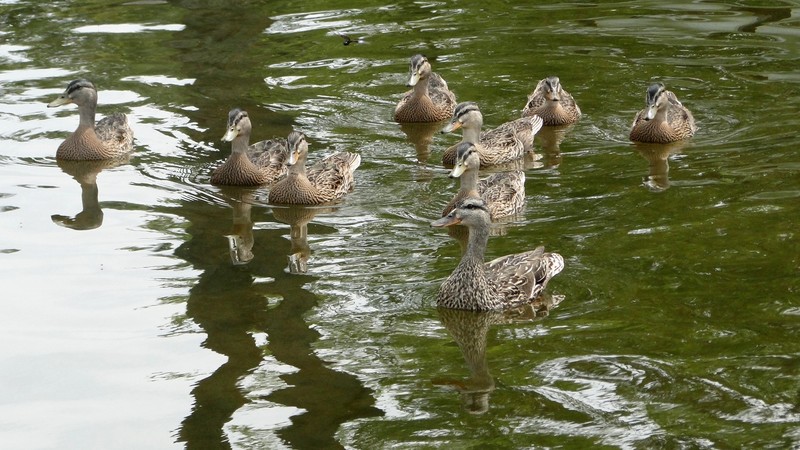 Canadohta Lake, PA: Canadohta Ducks
