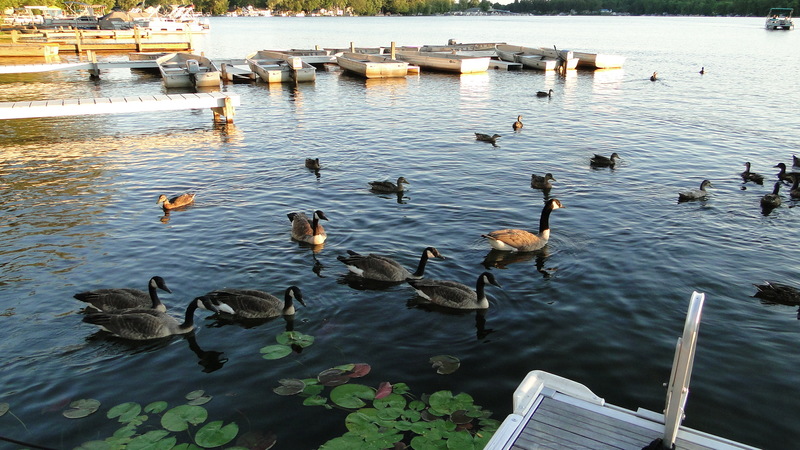 Canadohta Lake, PA: Canadohta Geese