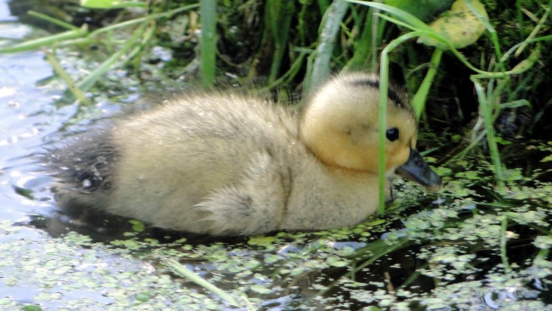 Canadohta Lake, PA: Baby Duck