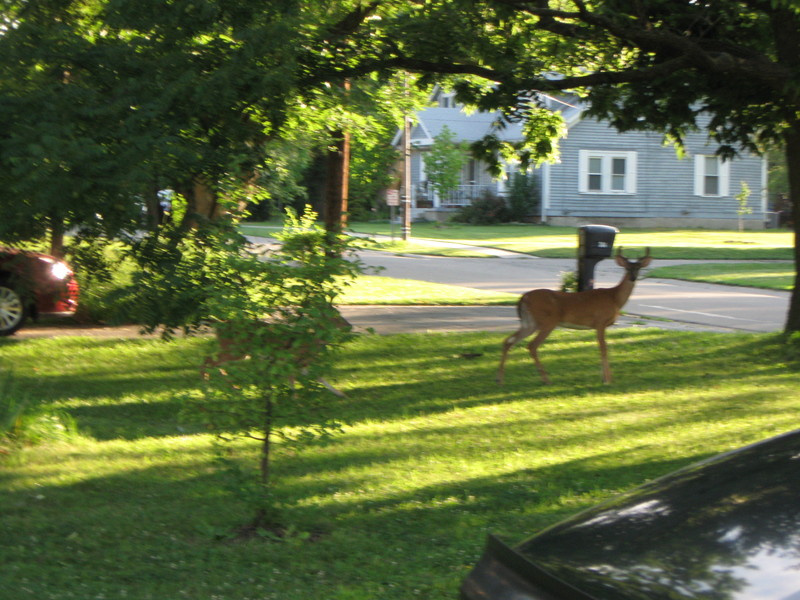 Springdale, OH: Deer cutting through on Cameron Rd