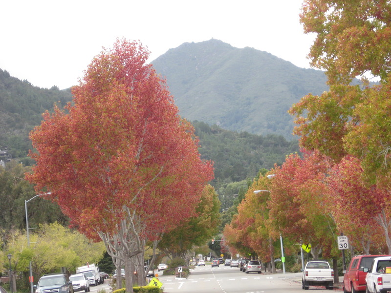 Corte Madera, CA: corte madera, ca Fall Leaves