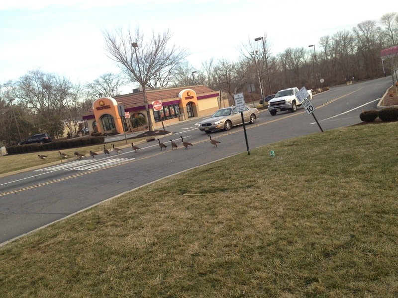 Edison, NJ Duck Walk photo, picture, image (New Jersey) at