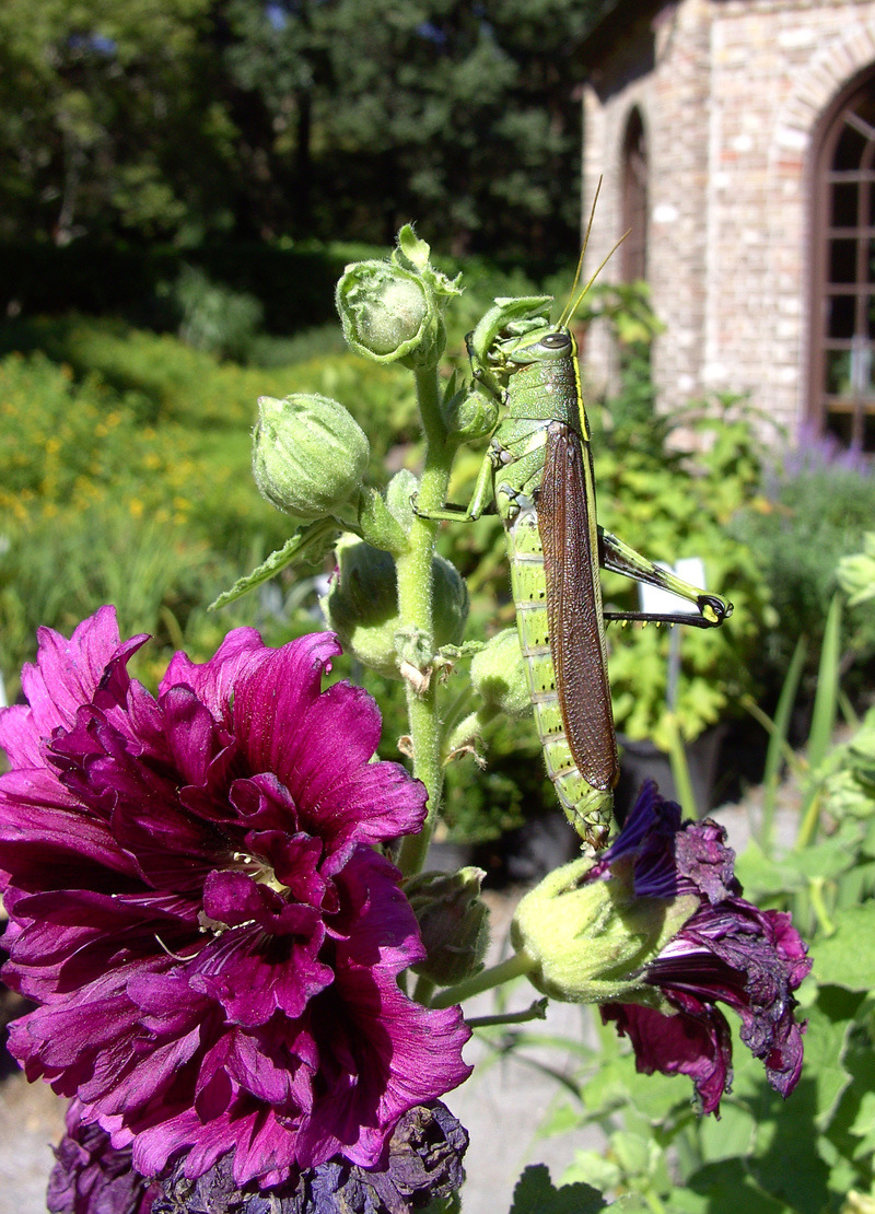 Manteo, NC: Grasshopper, Elizabethan gardens, Manteo, NC