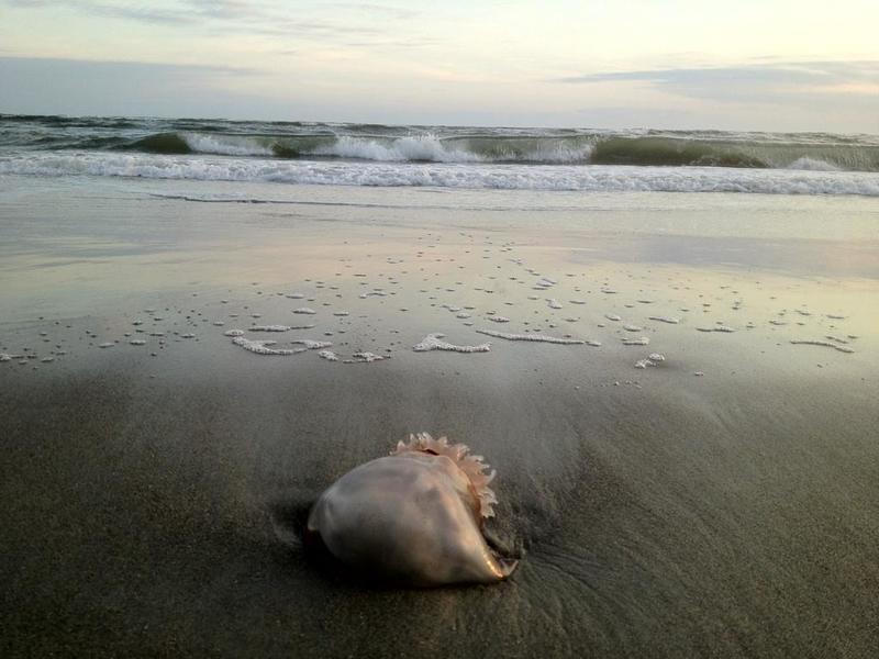 Sunset Beach, NC: Walking the surf..found this amazing jelly fish at low tide