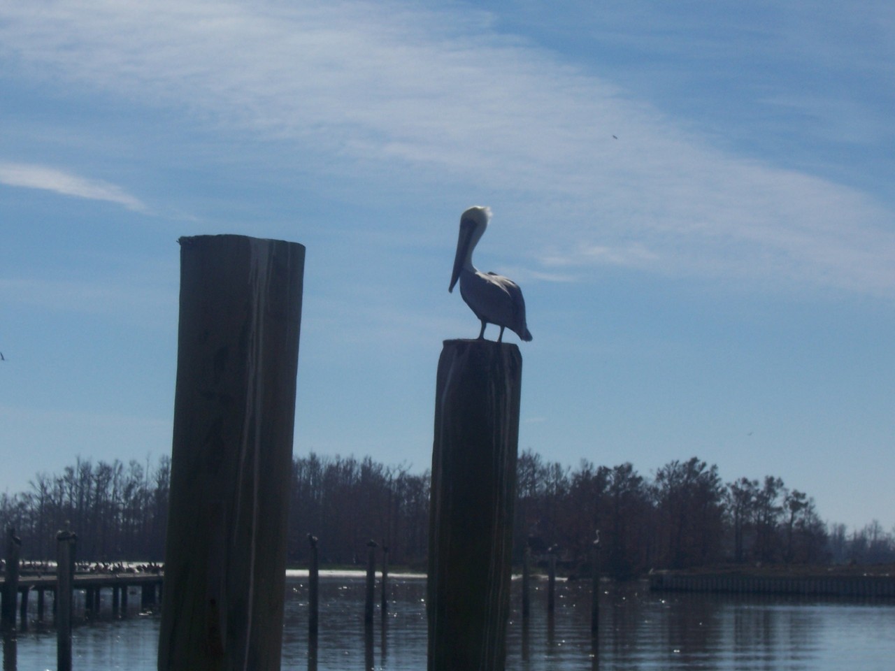 Boothville-Venice, LA: Taken from the dock of Cypress Cove Marina...Our state bird, a symbol that our HOME will RISE again!
