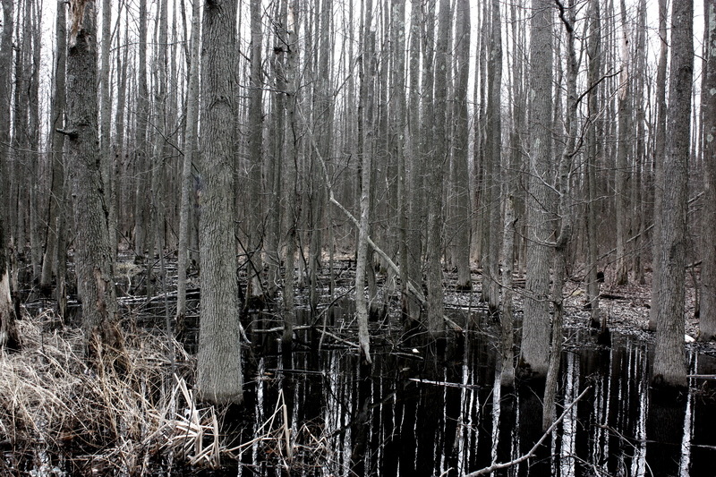 Millstone, NJ: Swamp