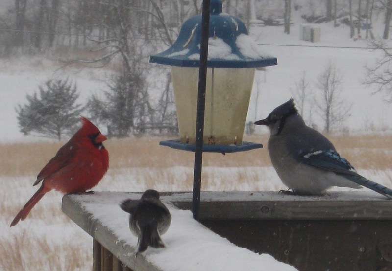 Climax Springs, MO: Birds of a Feather.....in Climax Springs, MO